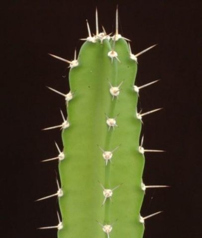 Dendrocereus_undulatus